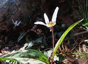 66 Erythronium dens-canis (Dente di cane)